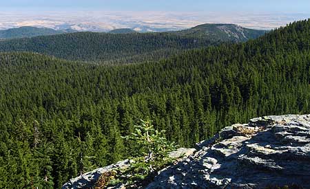 The eastside forests spreading out below Lookout Mountain look healthy enough from a distance, but in reality are in dire need of a bold new restoration strategy.