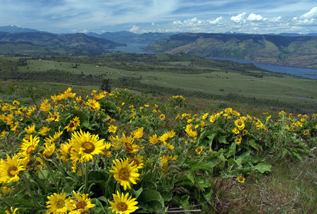 Springtime balsamroot atop McCall Point on the upper trail