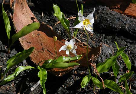 Avalanche Lily was among the few plants to survive the 2011 Dollar Lake Fire on Mount Hood