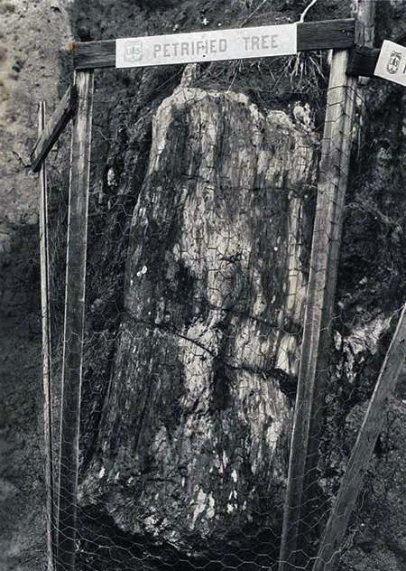 This petrified log was located at the east end of the McCord Creek bridge, near the original trailhead