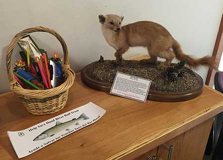 This Pine Marten is in charge of the Bull Trout bumper stickers…